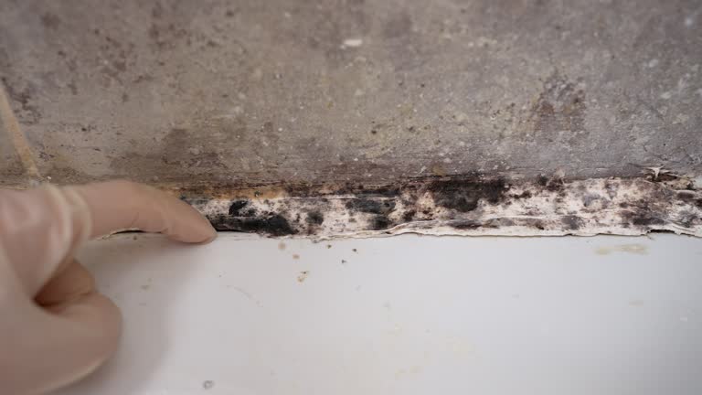 Professional Mold Removal in Hawthorne, NV