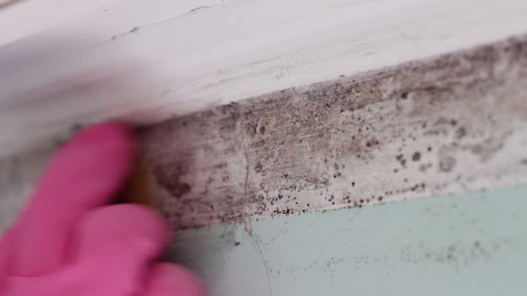 Best Biohazard Mold Removal  in Hawthorne, NV